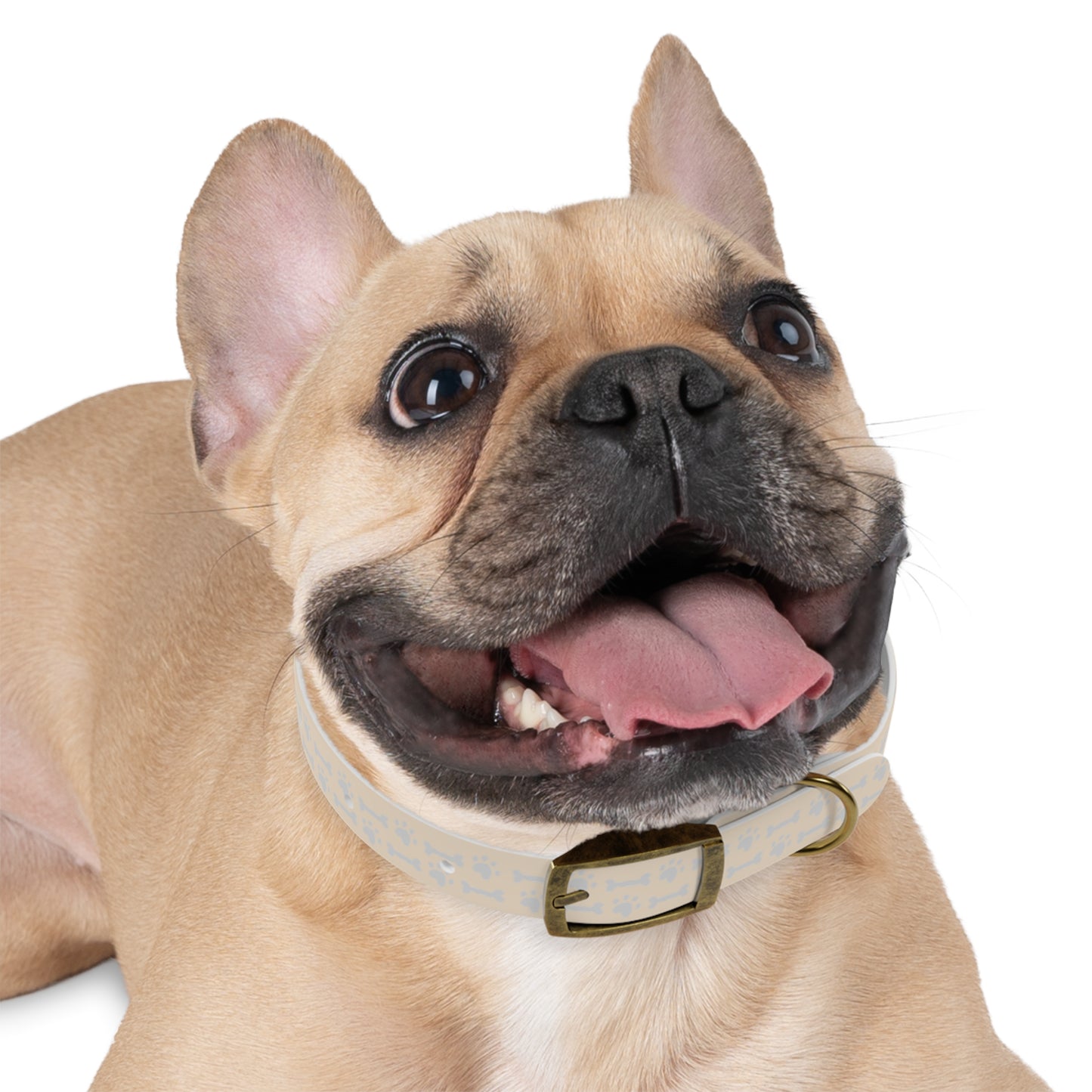 Pet Collar for dogs or cats - FREE SHIPPING